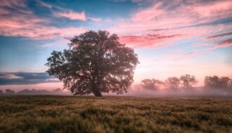 field, morning, sunrise-6574455.jpg